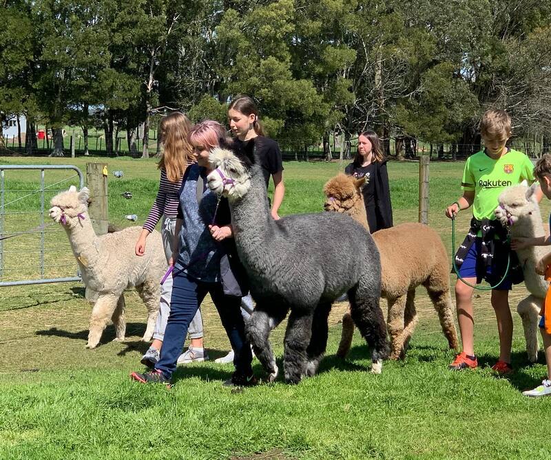 leading alpacas tour Cornerstone Alpaca farm NZ
